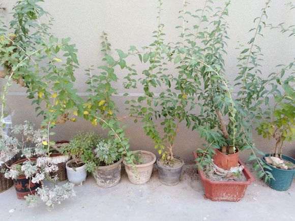 枸杞下山桩的盆土太浅 怎么办 图片