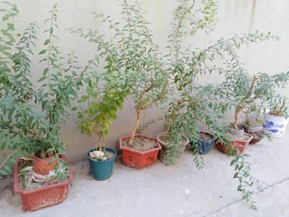 枸杞下山桩的盆土太浅 怎么办 图片