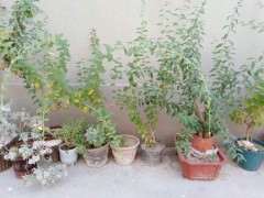 枸杞下山桩的盆土太浅 怎么办 图片