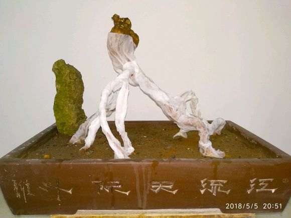 枸杞下山桩下山桩怎么保湿套带 图片
