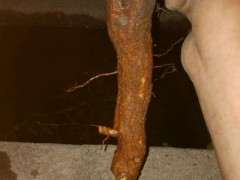 枸杞下山桩下山桩怎么保湿套带 图片