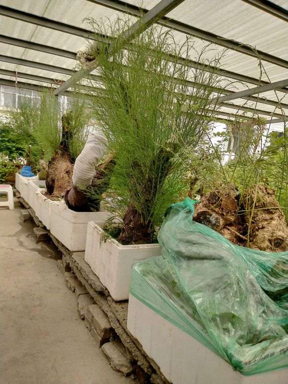 怪柳下山桩有没有挖来做盆景的价值