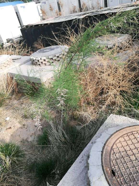 怪柳下山桩有没有挖来做盆景的价值