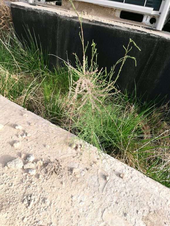 怪柳下山桩有没有挖来做盆景的价值