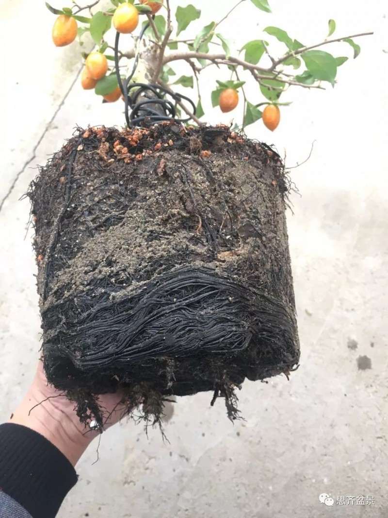 图解 老鸦柿下山桩怎么翻盆的方法