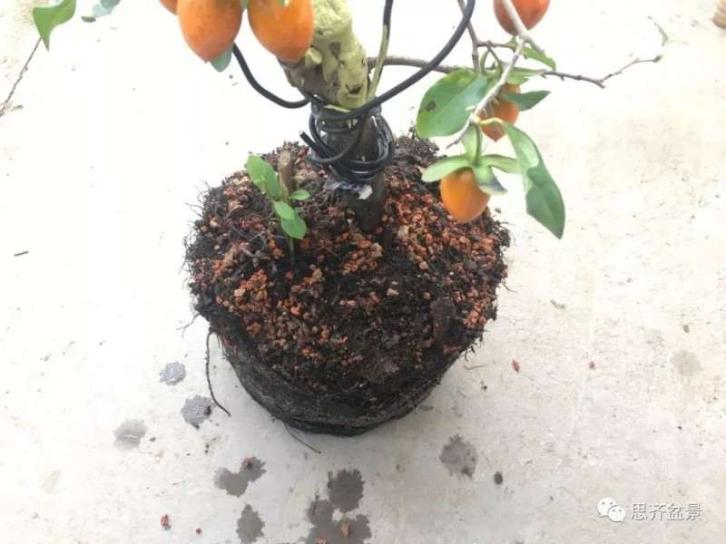 图解 老鸦柿下山桩怎么翻盆的方法