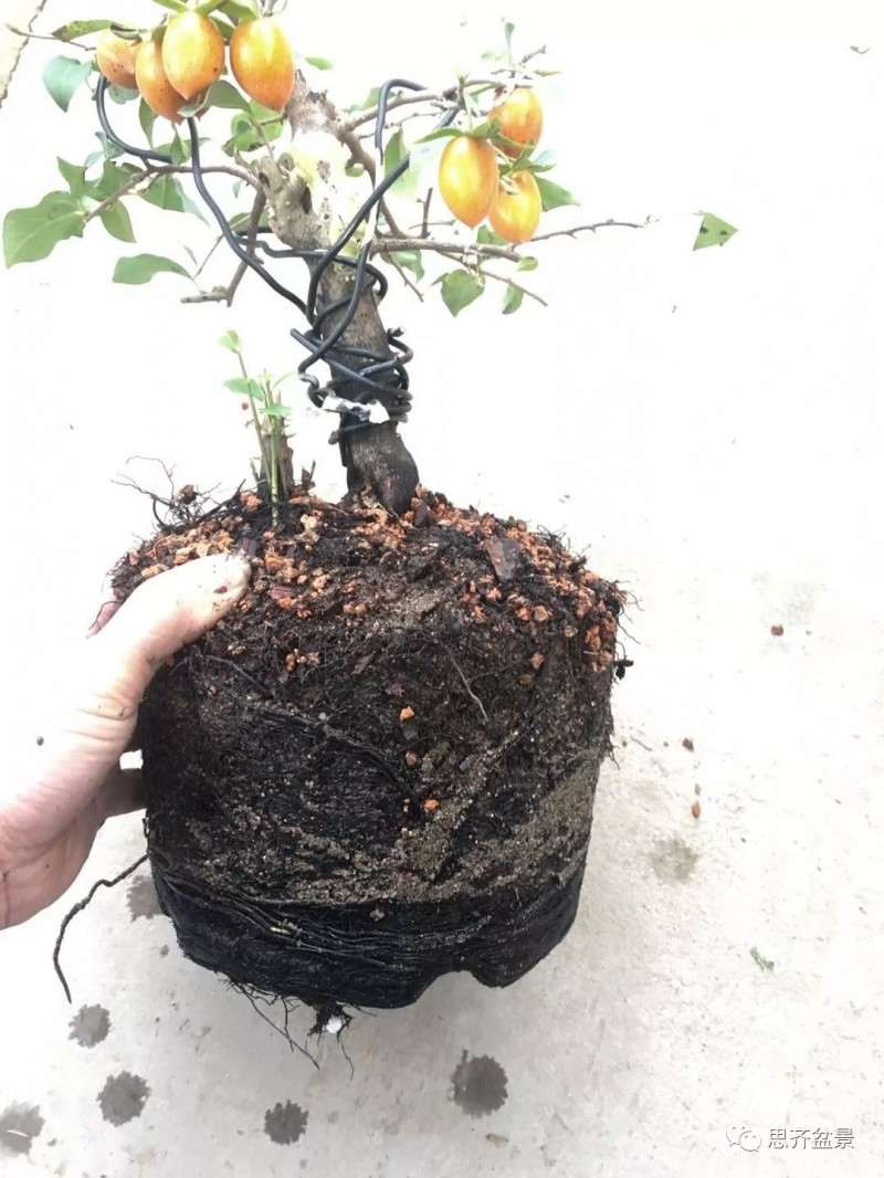 图解 老鸦柿下山桩怎么翻盆的方法