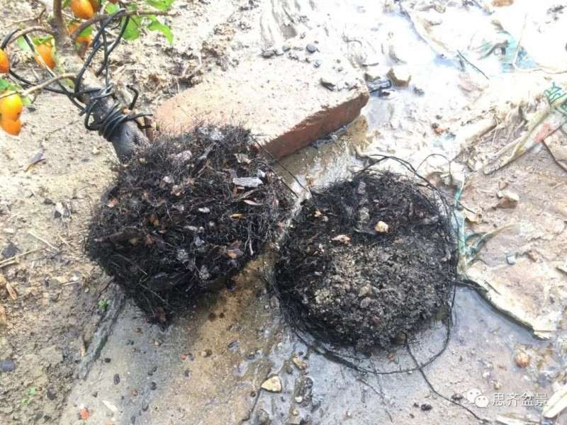 图解 老鸦柿下山桩怎么翻盆的方法