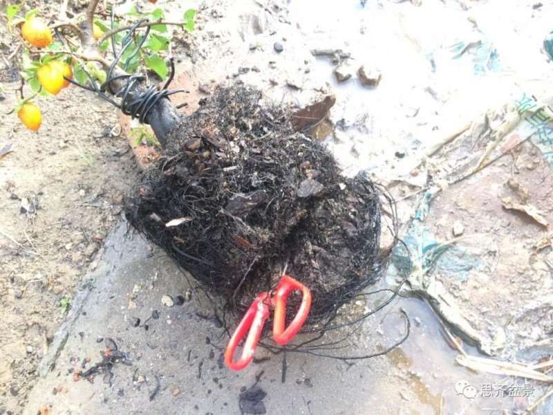 图解 老鸦柿下山桩怎么翻盆的方法