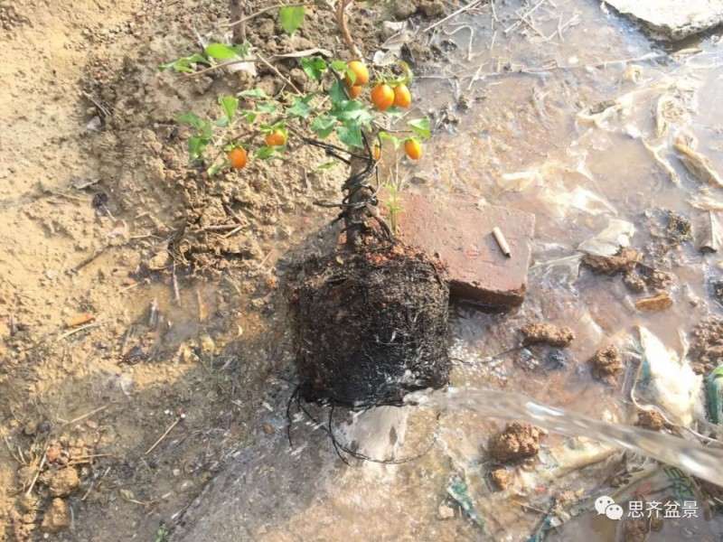 图解 老鸦柿下山桩怎么翻盆的方法