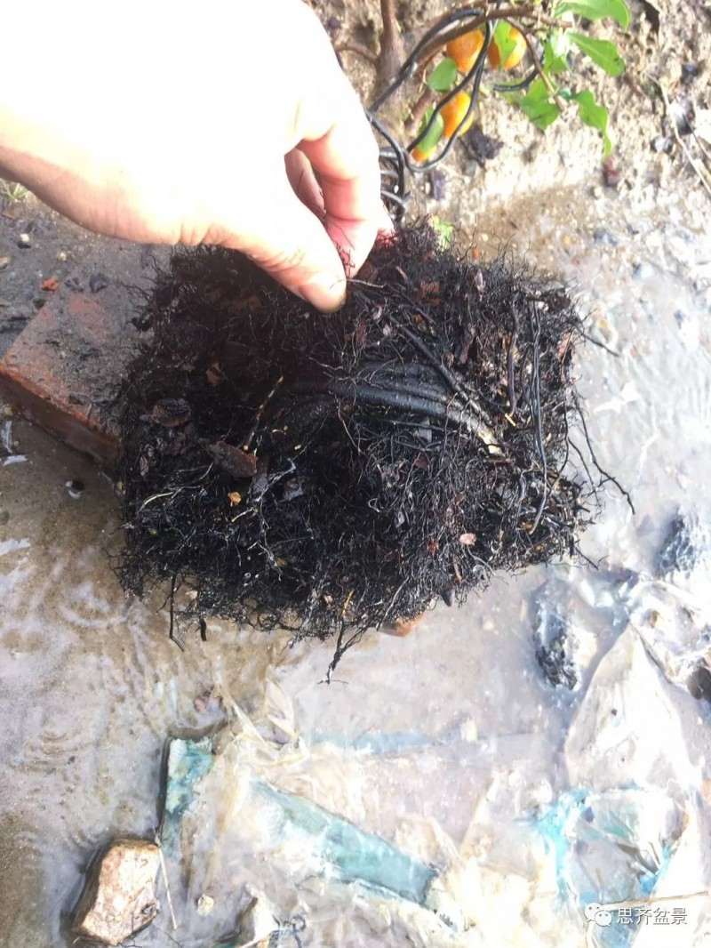 图解 老鸦柿下山桩怎么翻盆的方法