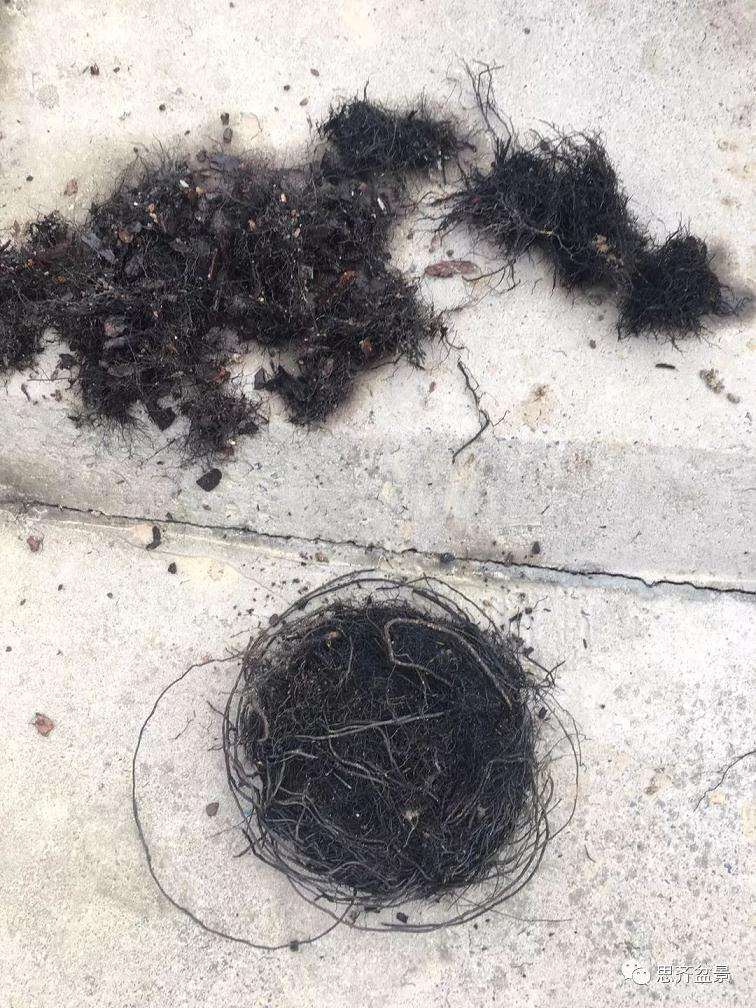 图解 老鸦柿下山桩怎么翻盆的方法