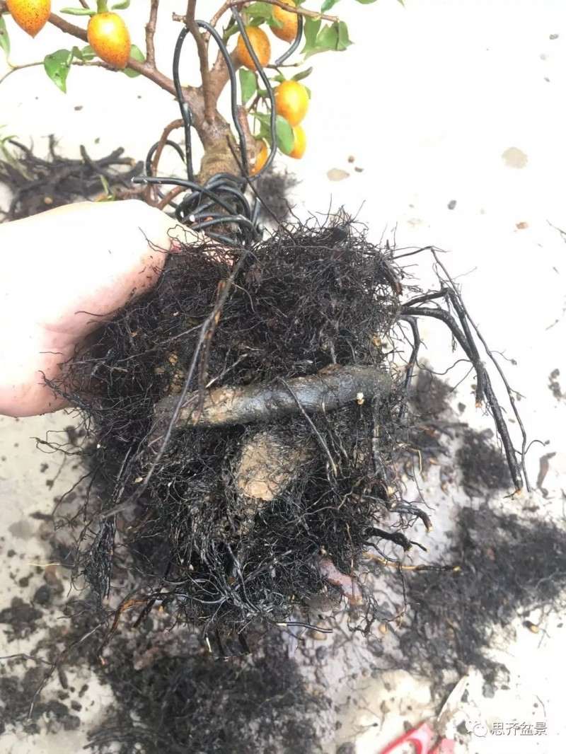 图解 老鸦柿下山桩怎么翻盆的方法