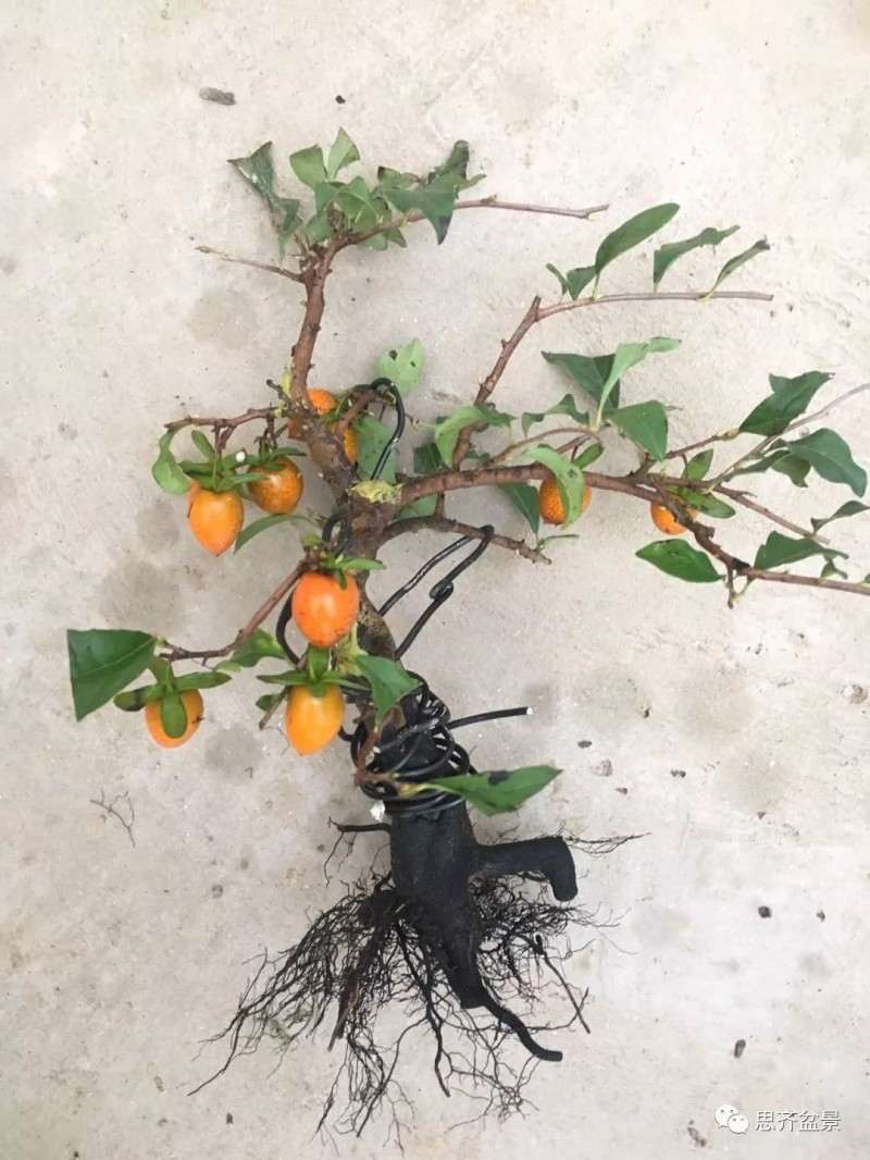 图解 老鸦柿下山桩怎么翻盆的方法