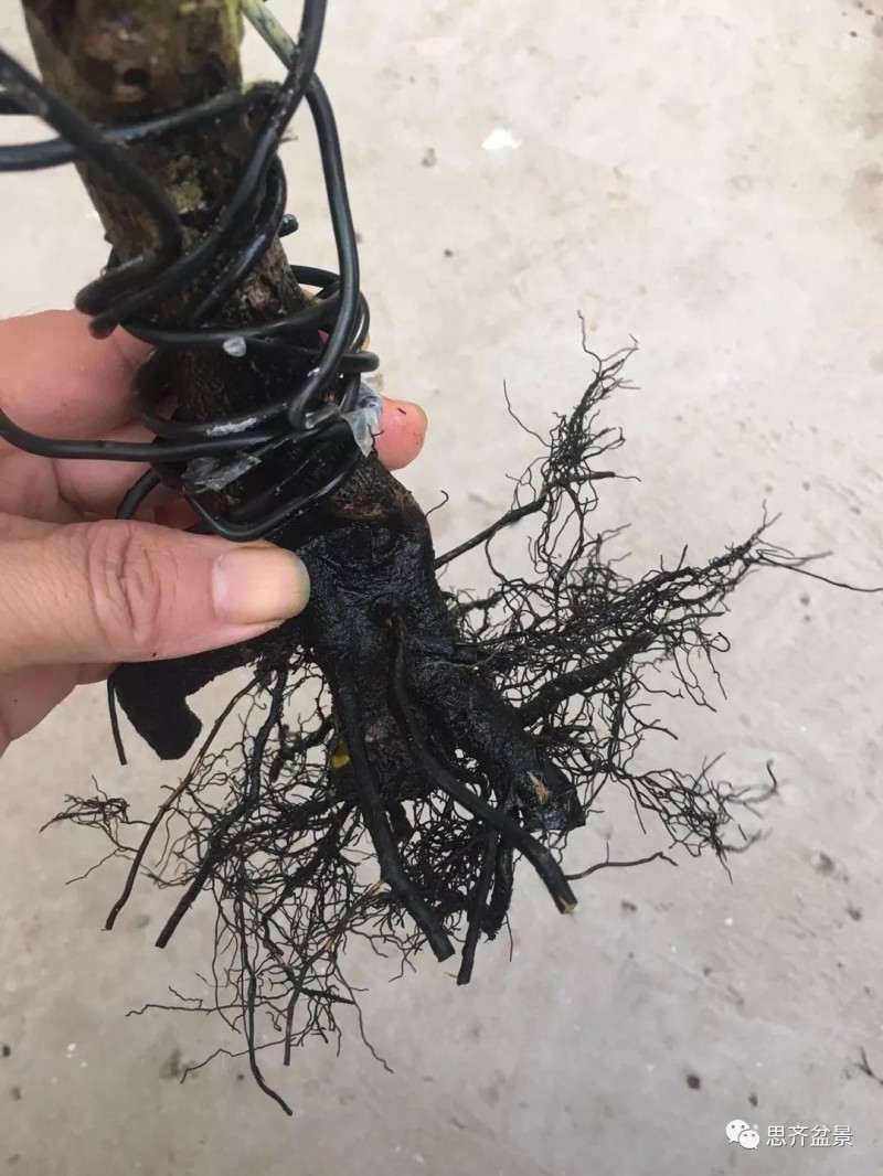 图解 老鸦柿下山桩怎么翻盆的方法