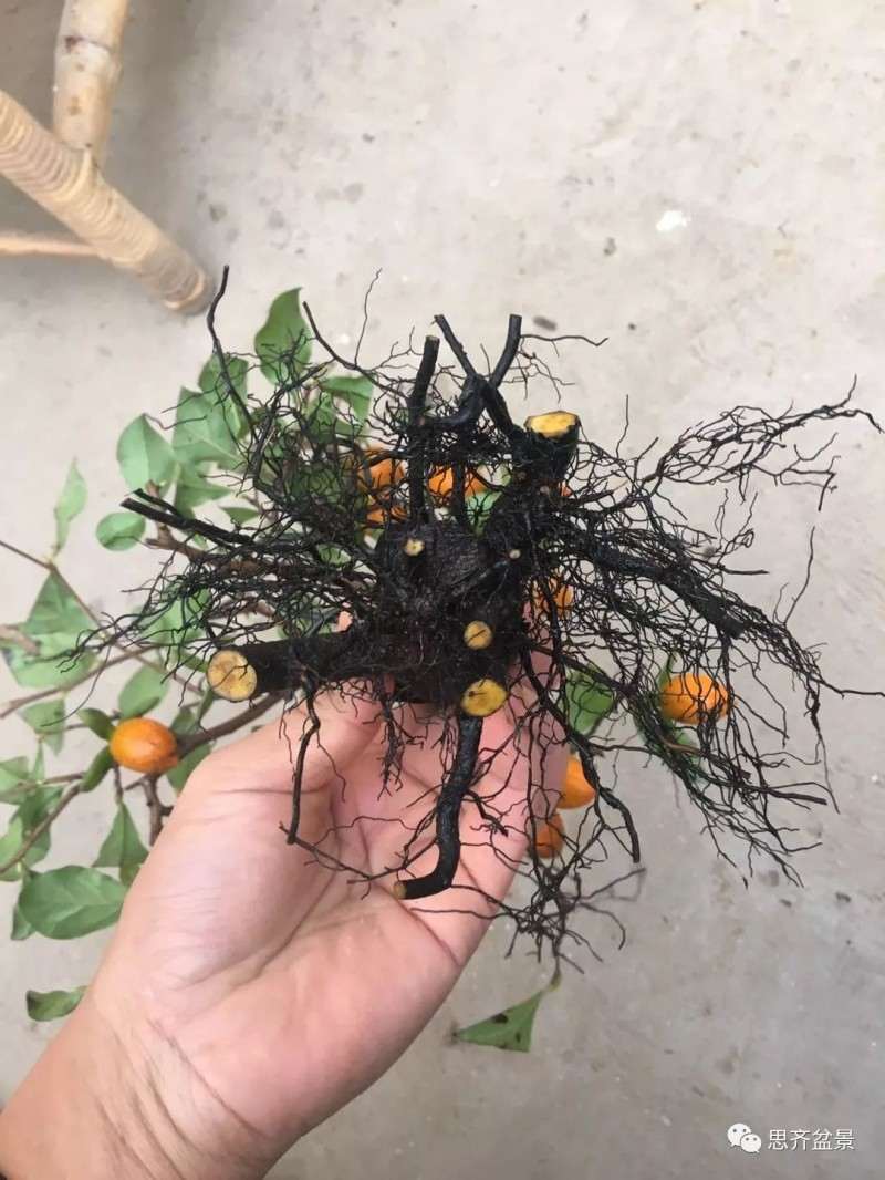 图解 老鸦柿下山桩怎么翻盆的方法