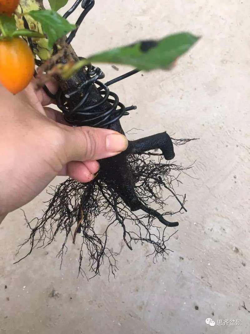 图解 老鸦柿下山桩怎么翻盆的方法