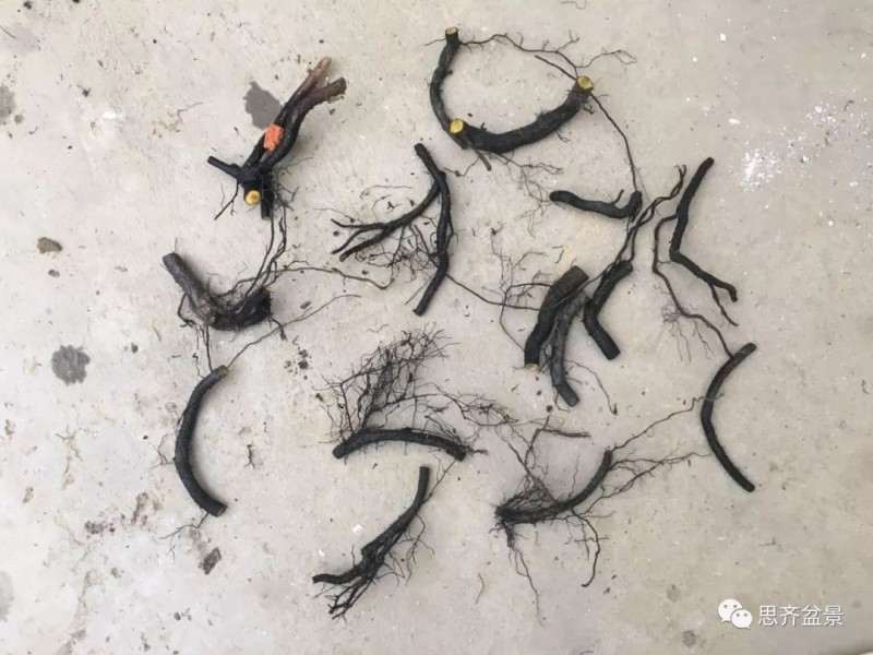 图解 老鸦柿下山桩怎么翻盆的方法