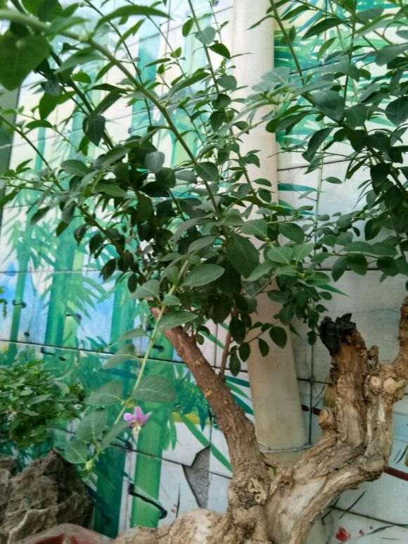 枸杞下山桩枝条什么时候修剪最好 图片