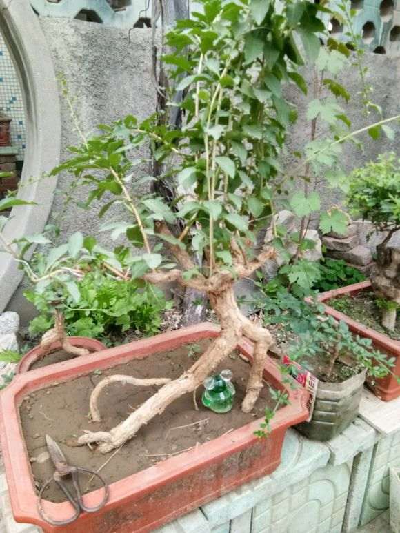 枸杞下山桩枝条什么时候修剪最好 图片