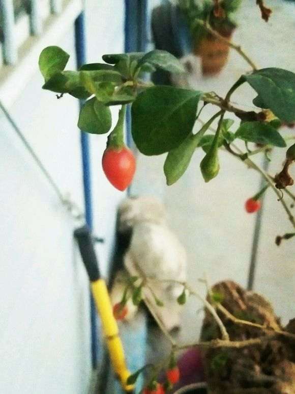 为什么枸杞下山桩会提前休眠 图片