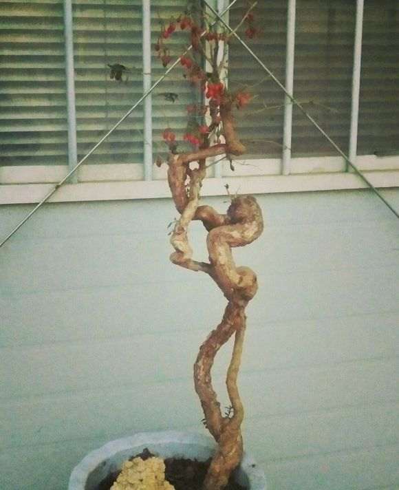 为什么枸杞下山桩会提前休眠 图片