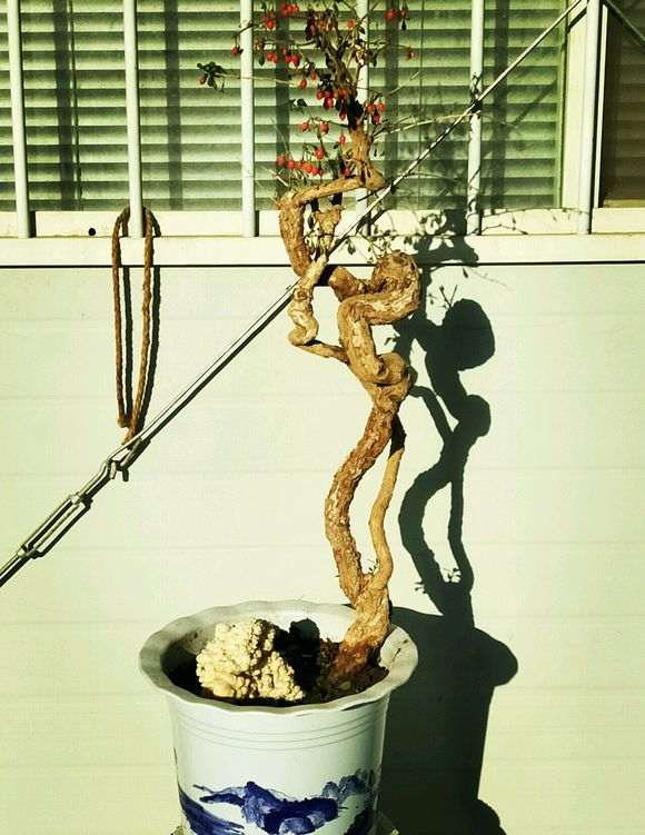 宁夏枸杞下山桩和野生枸杞下山桩有什么不同