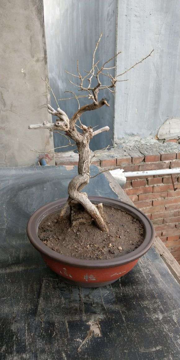 为什么立秋前枸杞下山桩就要摘叶 图片