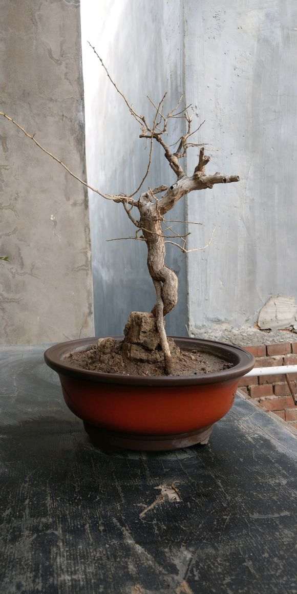 为什么立秋前枸杞下山桩就要摘叶 图片