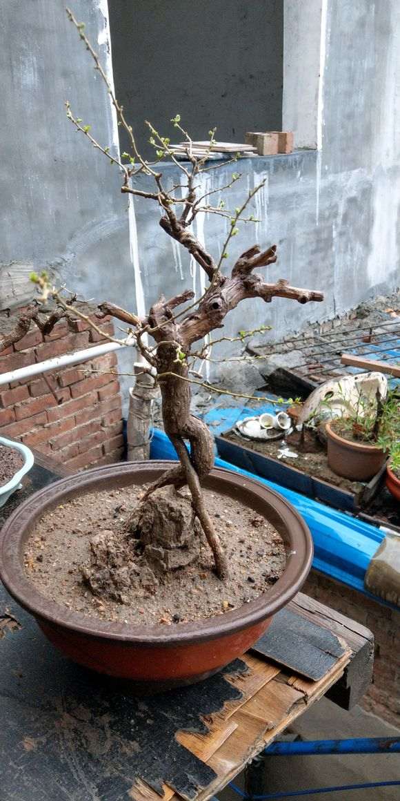 为什么立秋前枸杞下山桩就要摘叶 图片