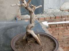 为什么立秋前枸杞下山桩就要摘叶 图片