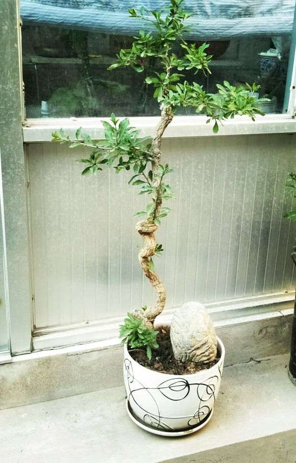 枸杞下山桩发芽不到位怎么催芽 图片