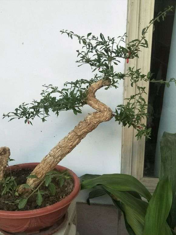 枸杞下山桩发芽不到位怎么催芽 图片