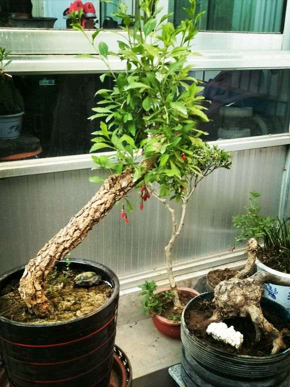 枸杞下山桩发芽不到位怎么催芽 图片