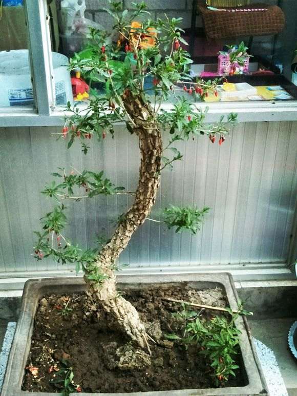 枸杞下山桩发芽不到位怎么催芽 图片