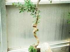 枸杞下山桩发芽不到位怎么催芽 图片