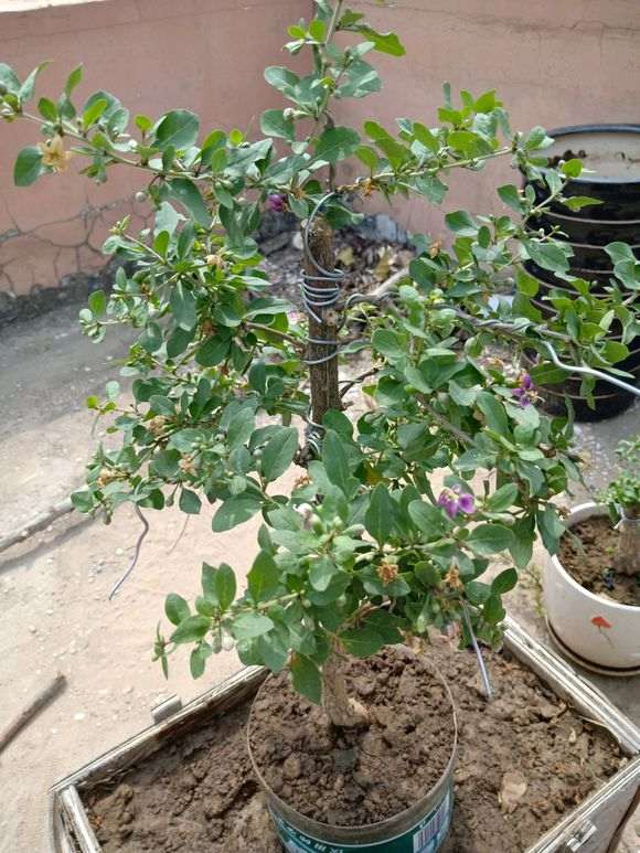 枸杞下山桩怎么开花结果了 图片