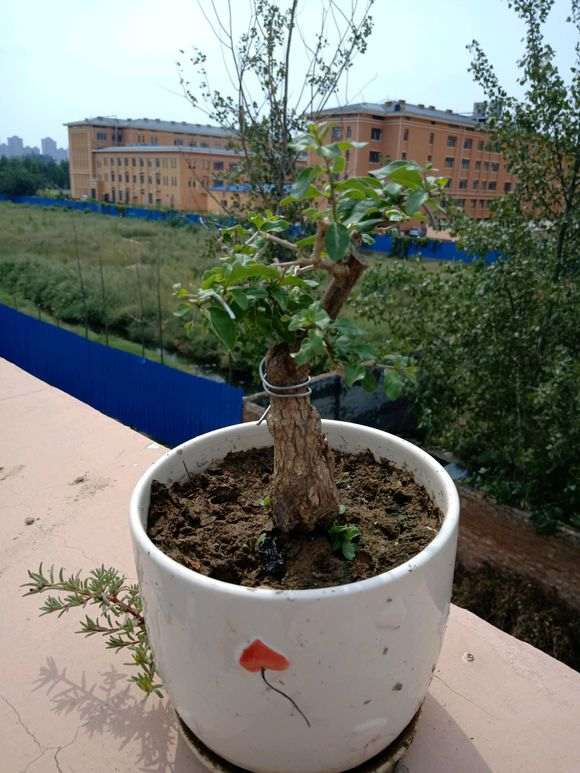 枸杞下山桩怎么开花结果了 图片