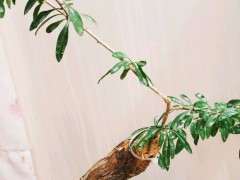 枸杞下山桩可以在封闭阳台养护吗 图片