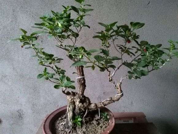 为什么山东的枸杞下山桩不能吃 图片