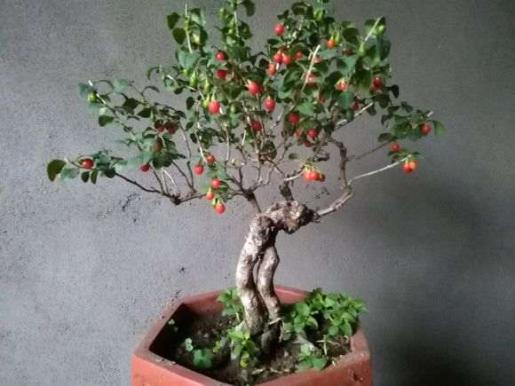 为什么山东的枸杞下山桩不能吃 图片