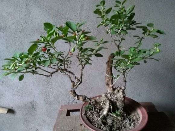 为什么山东的枸杞下山桩不能吃 图片