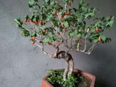 为什么山东的枸杞下山桩不能吃 图片