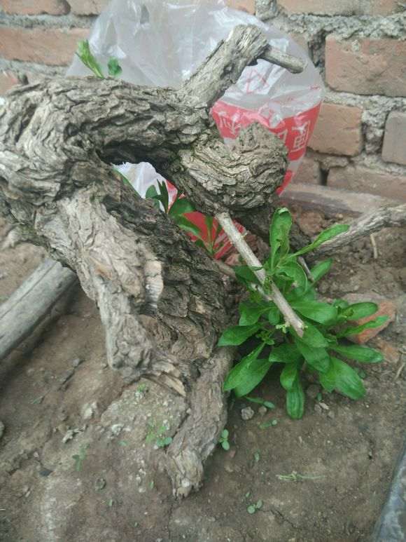 枸杞下山桩插了20天还没发芽 怎么办 图片