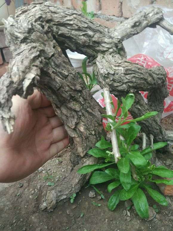 枸杞下山桩插了20天还没发芽 怎么办 图片