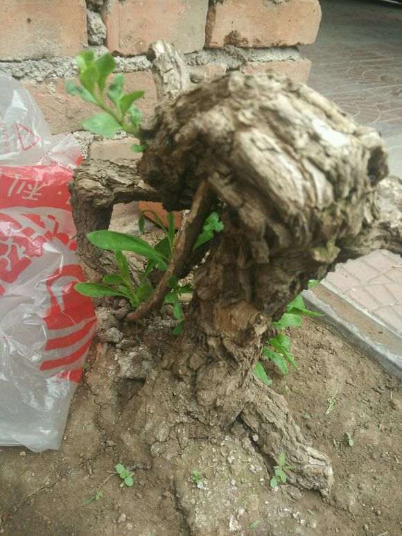 枸杞下山桩插了20天还没发芽 怎么办 图片