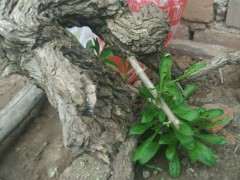 枸杞下山桩插了20天还没发芽 喷水套袋