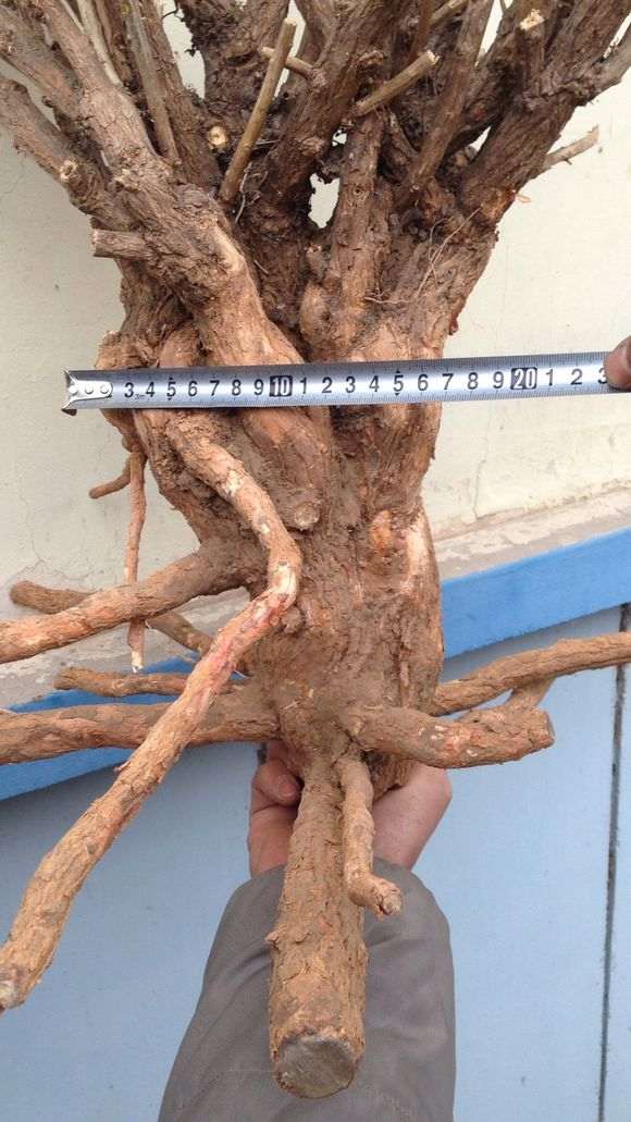 这棵枸杞下山桩估计多少年呢 图片