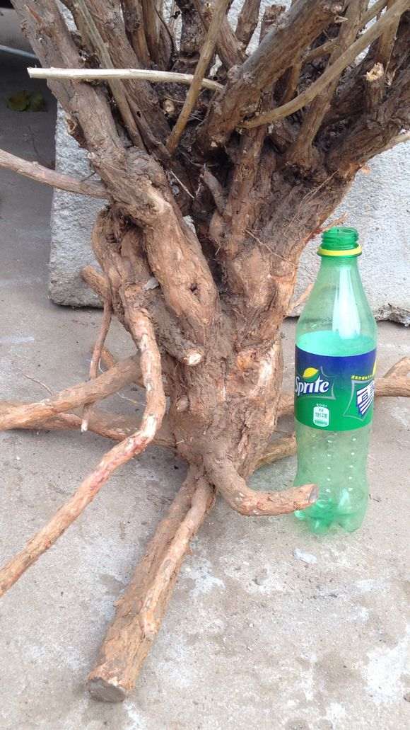 这棵枸杞下山桩估计多少年呢 图片