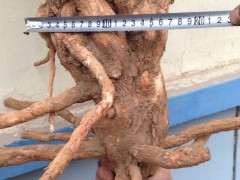 这棵枸杞下山桩估计多少年呢 图片